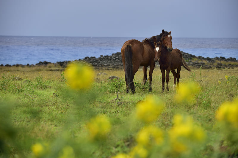 Caballos en Isla de Pascua